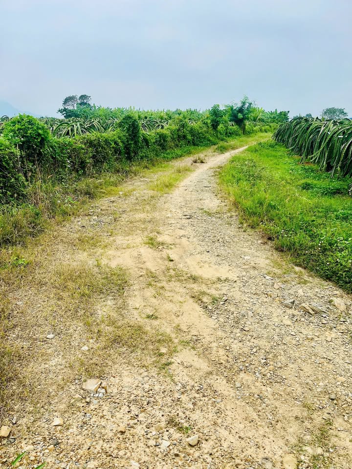 Đất nền thôn Đại Thành, xã Mương Mán 12.000m² giá 2 tỷ - Sổ hồng riêng, giao thông thuận tiện!