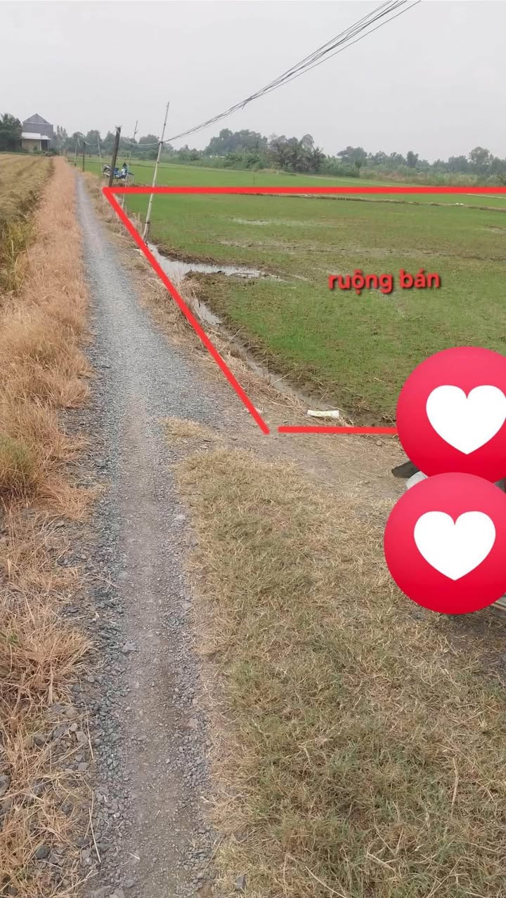 Đất ruộng mặt tiền đường đá Gò Công Đông 2970m² giá 720 triệu - Sổ hồng chính chủ!