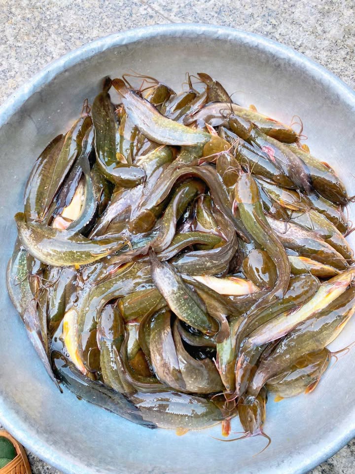 Đất Farm 2 mặt tiền Thái Mỹ, Củ Chi 7286m² giá 12 tỷ - Tiềm năng sinh lời cao!