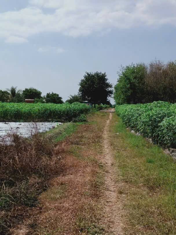 Đất nền 700m² Gia Lộc, Trảng Bàng - Đầu tư sinh lời hấp dẫn giá chỉ 900 triệu!