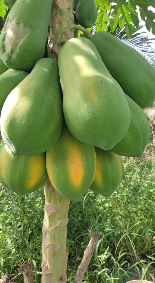 Đất nền Duy Nghĩa 3623m² giá đầu tư - Cơ hội không thể bỏ lỡ!