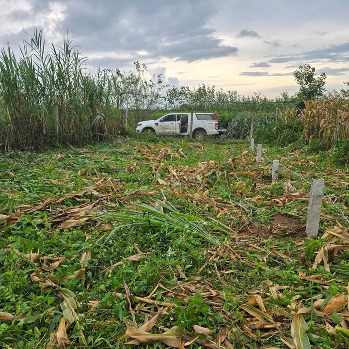 Đất nền Tân Hội, Đức Trọng 135m² giá chỉ 485 triệu - Cơ hội đầu tư tuyệt vời!