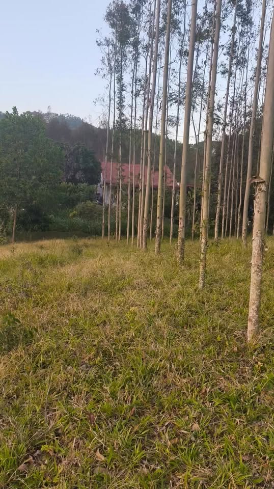 Đất nền Xuân Lương, Bắc Ninh 1.038m² giá chỉ 600 triệu - Đầu tư sinh lời tuyệt vời!