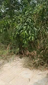 Đất nền thị trấn Phước Bửu 220m² giá 2 tỷ - Cơ hội đầu tư hấp dẫn!