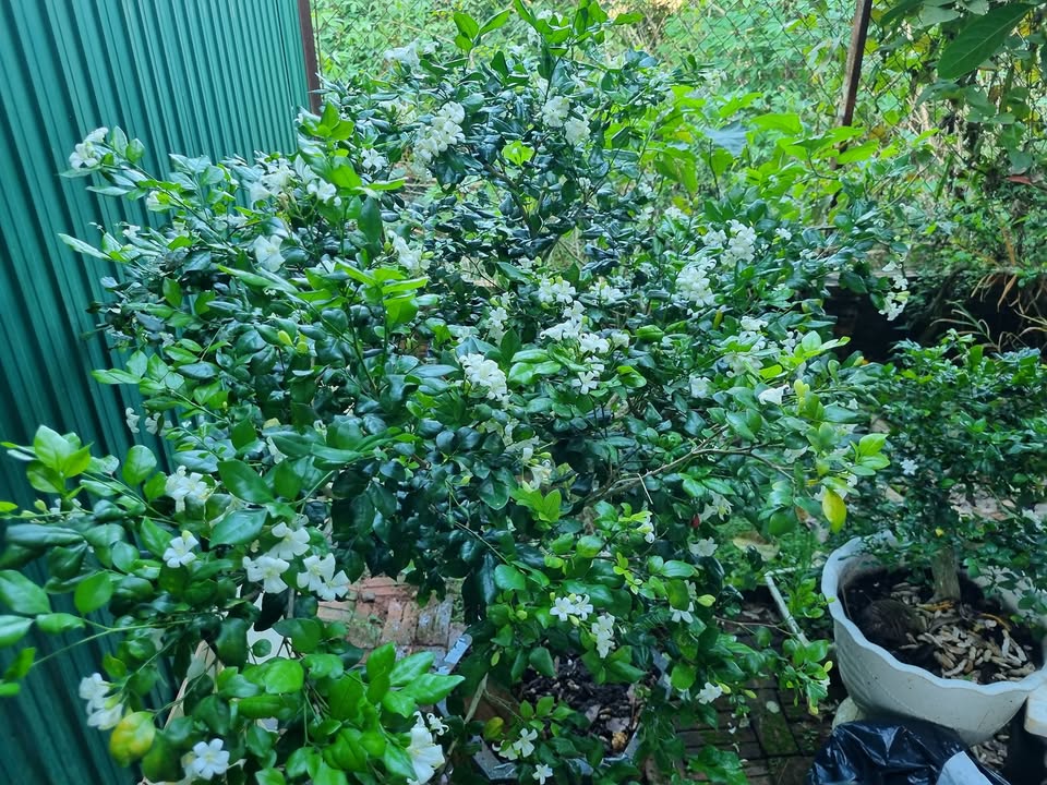 Nhà cấp 4 Đắk Nia 288m² giá 2.4 tỷ - Cơ hội sở hữu ngay!