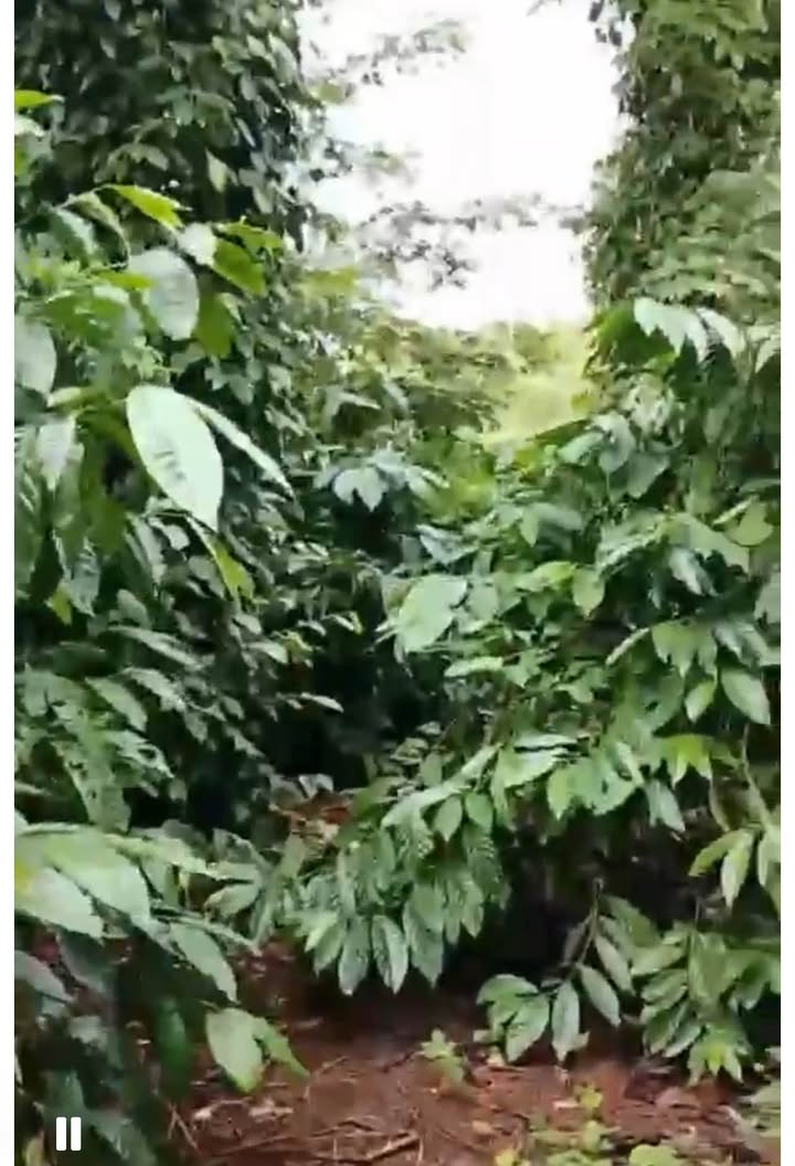 Đất nền Ea Nuôl - Buôn Đôn 16520m² giá 1 tỷ - Cơ hội đầu tư hấp dẫn!