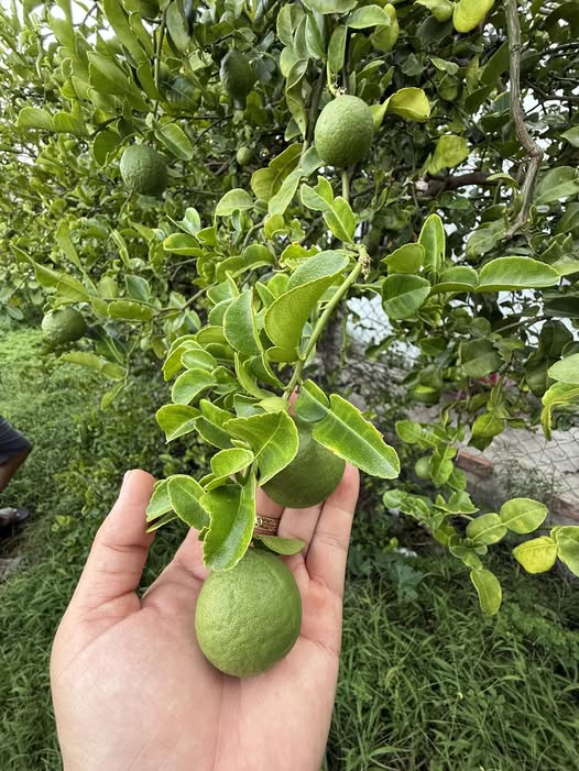 Đất nền trung tâm thị trấn Diên Khánh 125m² giá 1.39 tỷ - Đường ô tô tận nơi!