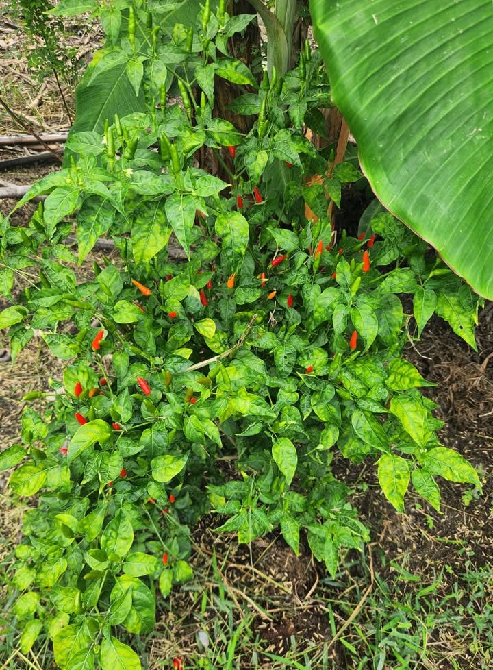 Đất nền Giai Xuân, Phong Điền 236m² giá chỉ 750 triệu - Đầu tư sinh lời ngay!