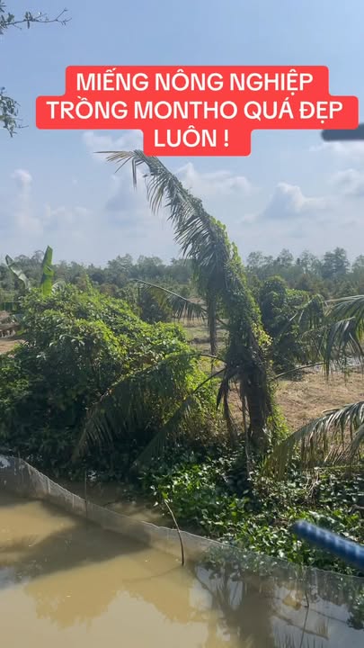 Đất Farm 20.031m² tại Định Môn, Thới Lai, Cần Thơ - Bán gấp 8.6 tỷ