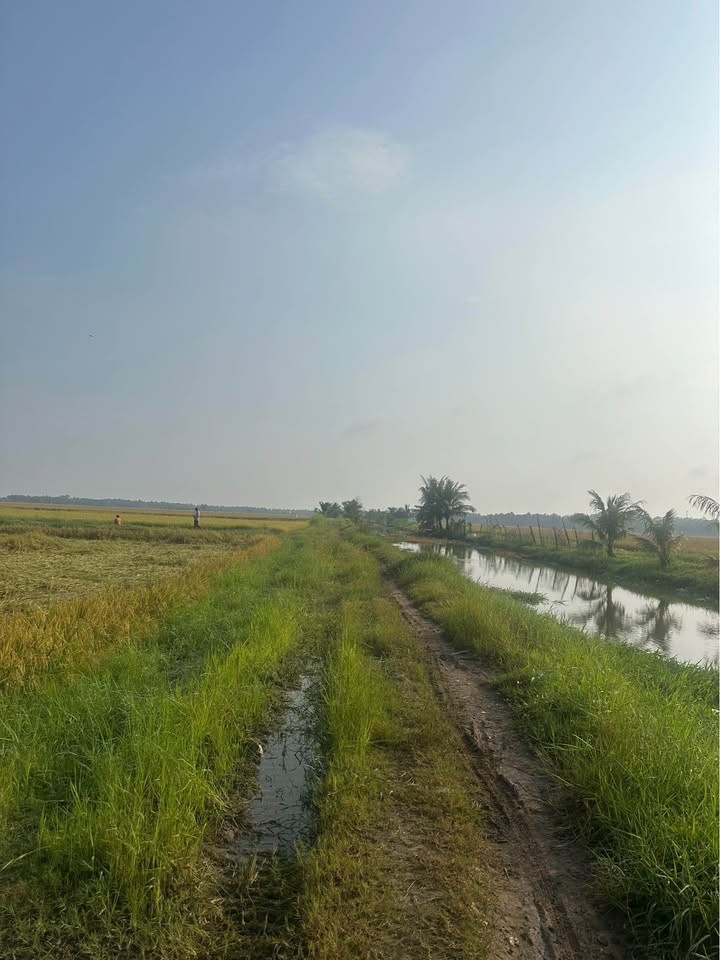 Đất nền 4000m² Long Thới, Tiểu Cần - Giá chỉ 924 triệu, dễ dàng thương lượng!