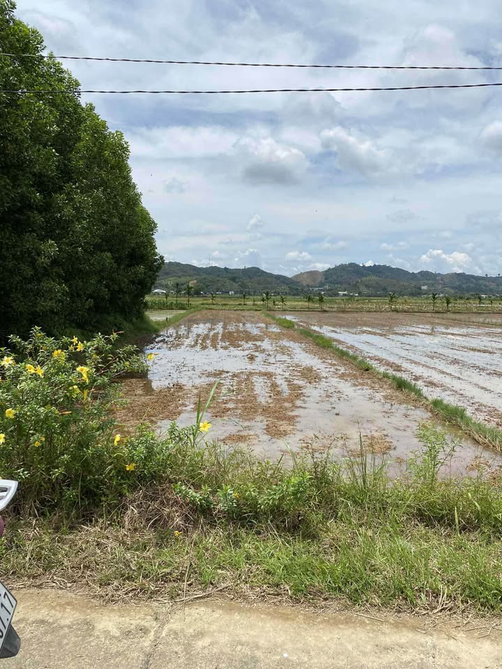 Đất thổ cư An Nhơn 278m² giá 300 triệu - Sổ hồng chính chủ