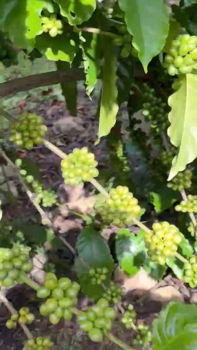 Đất nền Tân Hà Lâm Hà 10000m² giá 2.2 tỷ - Cơ hội đầu tư tuyệt vời!