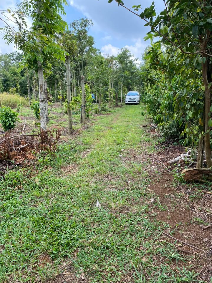 Đất nền Phường Thống Nhất Buôn Hồ 1300m² giá 470 triệu - Cơ hội đầu tư hấp dẫn!