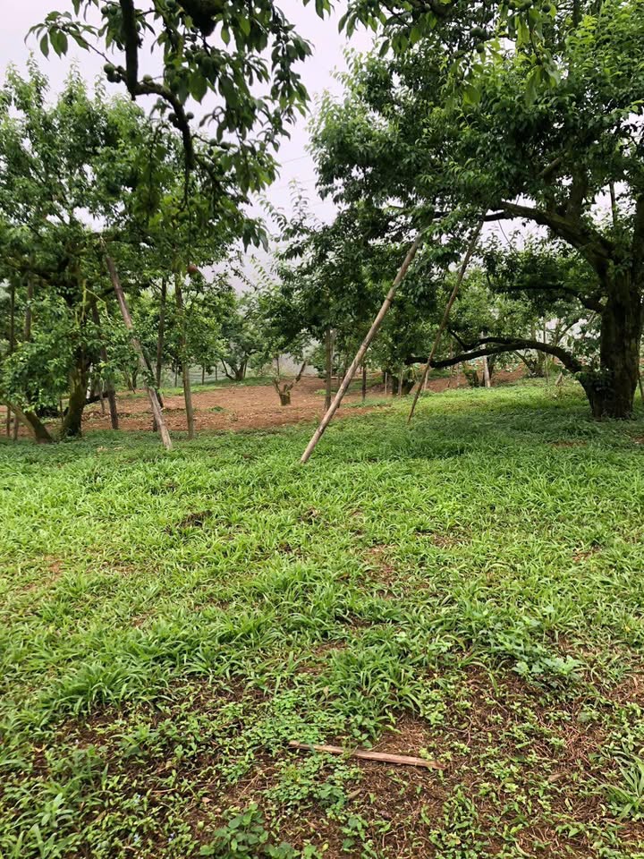 Đất đẹp tại bản Sò Lườn, Mường Sang, Mộc Châu 3000m² giá 2.1 tỷ - View tuyệt đẹp!