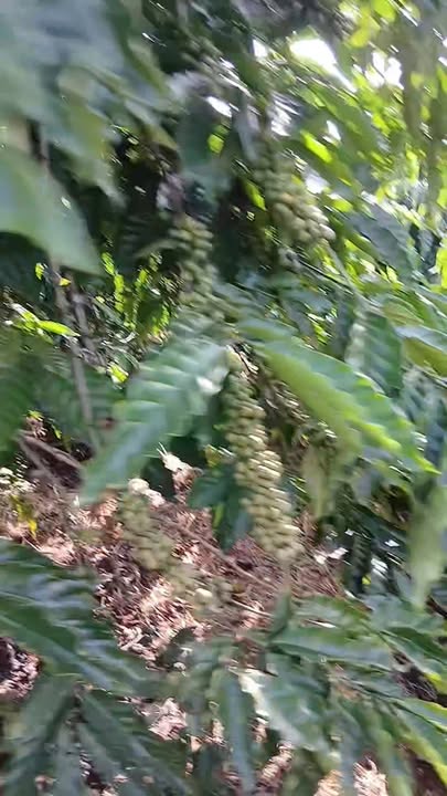 Đất nền Hòa Bắc, Di Linh 100m² giá 3 tỷ - Thế đất bằng, tiềm năng phát triển!