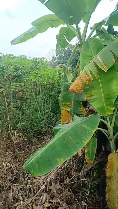 Đất nền Xuân Sơn, Châu Đức 3000m² giá 1.7 tỷ - Đường nhựa, mặt tiền 14m