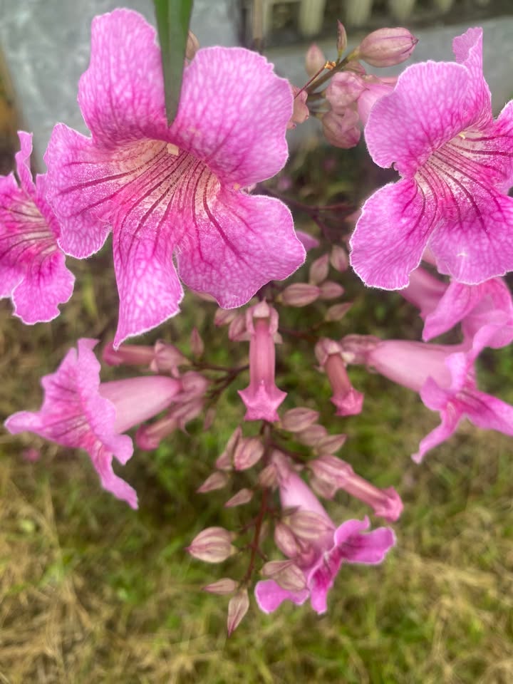 Đất nền Tân Lập Buôn Ma Thuột 258m² giá 1.9 tỷ - Sổ đỏ chính chủ, thuận tiện mọi bề!