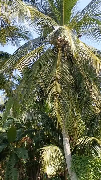 Đất nền 2000m² xã Mỹ Hòa, huyện Ba Tri, Bến Tre giá chỉ 400 triệu - Cơ hội đầu tư sinh lời!