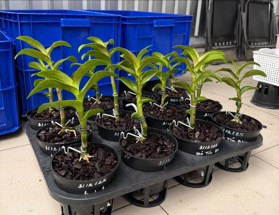 Đất nền Bắc Ninh Hòa 474m² giá chỉ 600 triệu - Cơ hội đầu tư sinh lời!