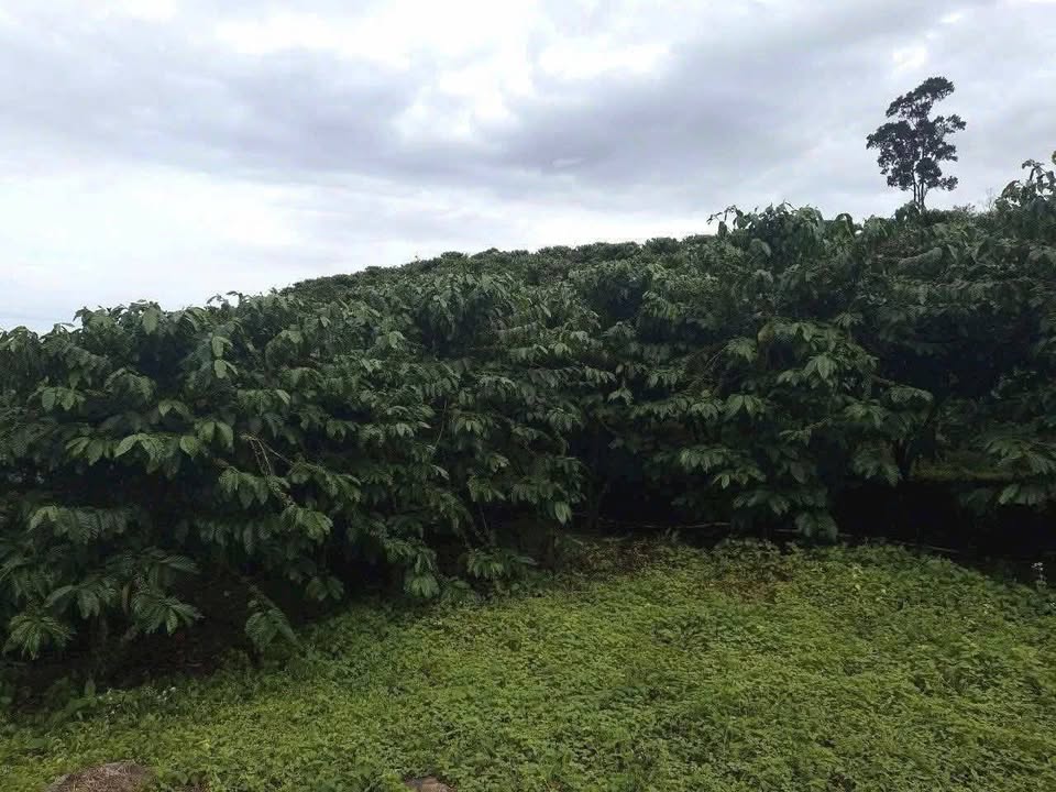 Đất vườn 2,8ha tại thôn 10, xã Tân Thành, Lâm Hà - Giá chỉ 220 triệu!