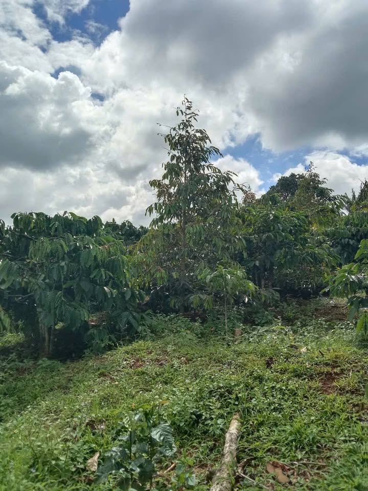 Đất nông nghiệp 2.4ha tại thôn 8, xã Ea Khal, giá 3.1 tỷ - Đầu tư sinh lời ngay!