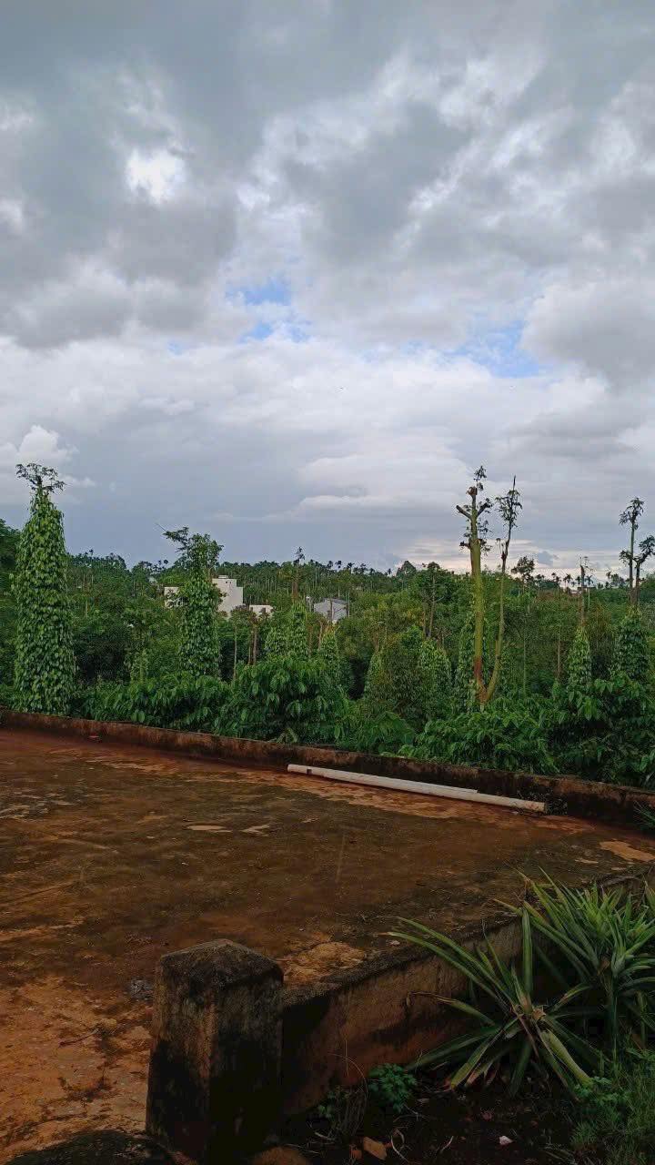 Đất nông nghiệp Hòa Thắng Buôn Ma Thuột 1152m² giá 1.408 tỷ - Cơ hội đầu tư hấp dẫn!