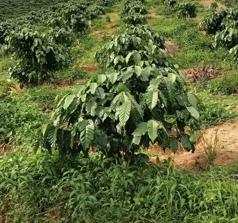 Farm 4 sào cà phê ghép giống Thiện Trường tại Lâm Hà - Giá chỉ 920 triệu!