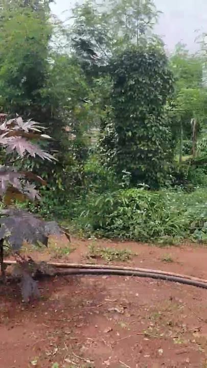 Đất farm 55.000m² tại Kon Chiêng, Mang Yang - Giá chỉ 700 triệu, thích hợp đầu tư!