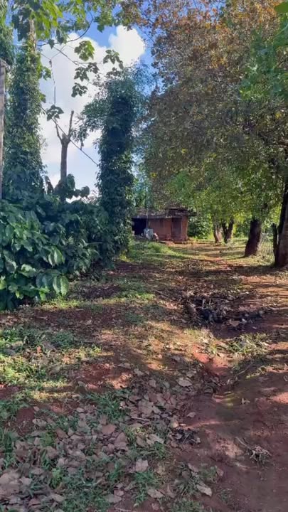 Đất Farm 4ha tại xã Ia Lang, huyện Đức Cơ, Gia Lai - Đất đỏ Bazan, ô tô vào tận nơi!