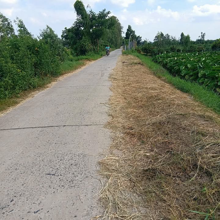 Đất lúa Hội An Đông, Lấp Vò 1882m² - Đầu tư sinh lời ngay!