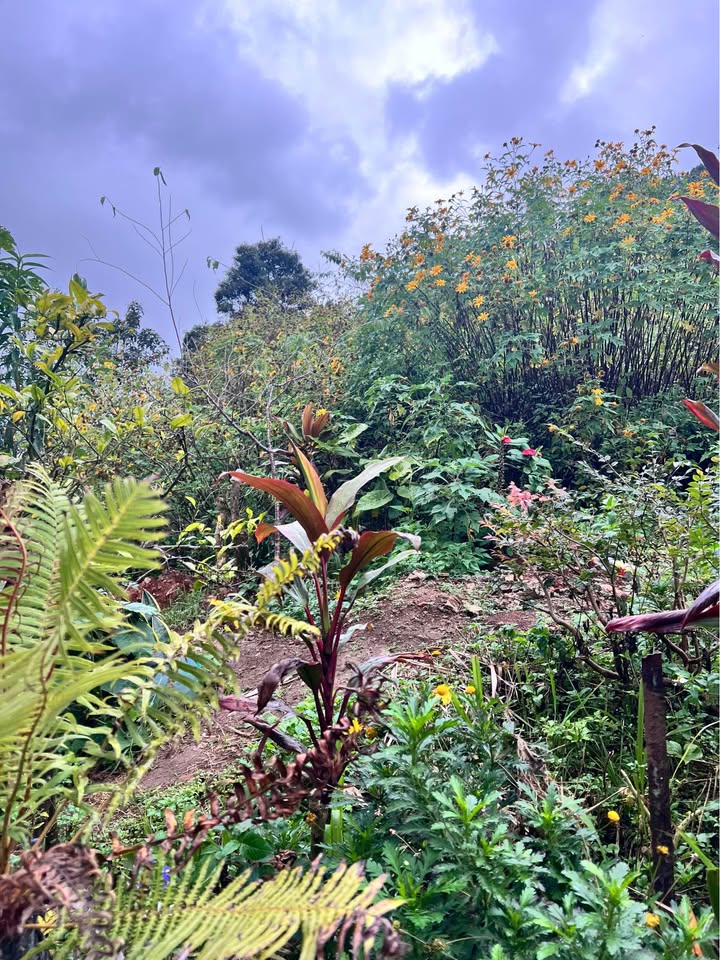 Đất nền 65m² tại đường Hùng Vương, Đà Lạt - Giá chỉ 1.95 tỷ, đầu tư sinh lời!