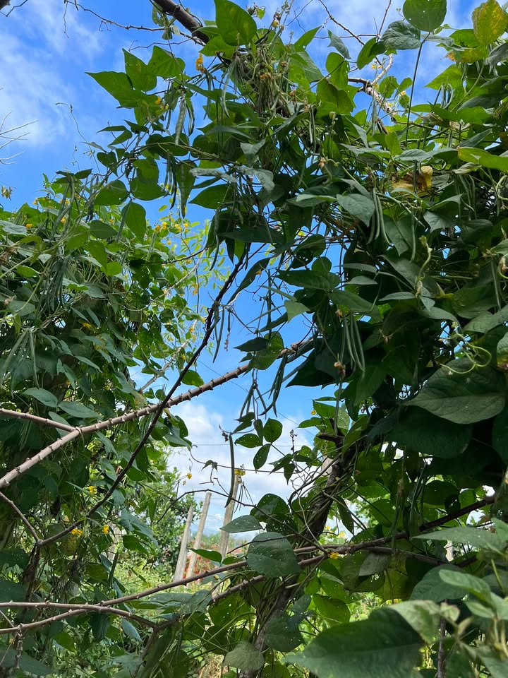 Đất thổ cư 550m² đường Giáp Văn Cương, chính chủ - Cơ hội đầu tư tuyệt vời!