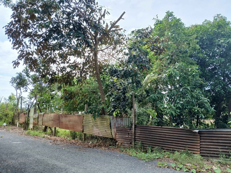 Đất CLN 2155m² tại Mỹ Hòa, Long Xuyên - Giá chỉ 4 tỷ, thương lượng