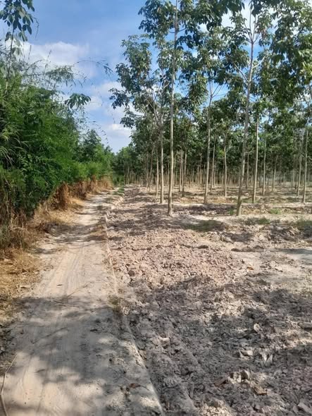 Đất nông nghiệp 30.000m² tại xã Tân Thành, Tây Ninh - Giá 3.1 tỷ thương lượng!