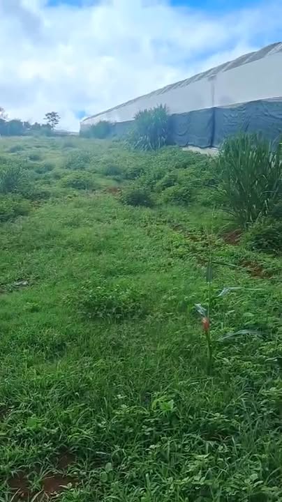 Đất nền 2047m² đường số 7 xã Quảng Lập, Đơn Dương - Giá chỉ 1.55 tỷ!