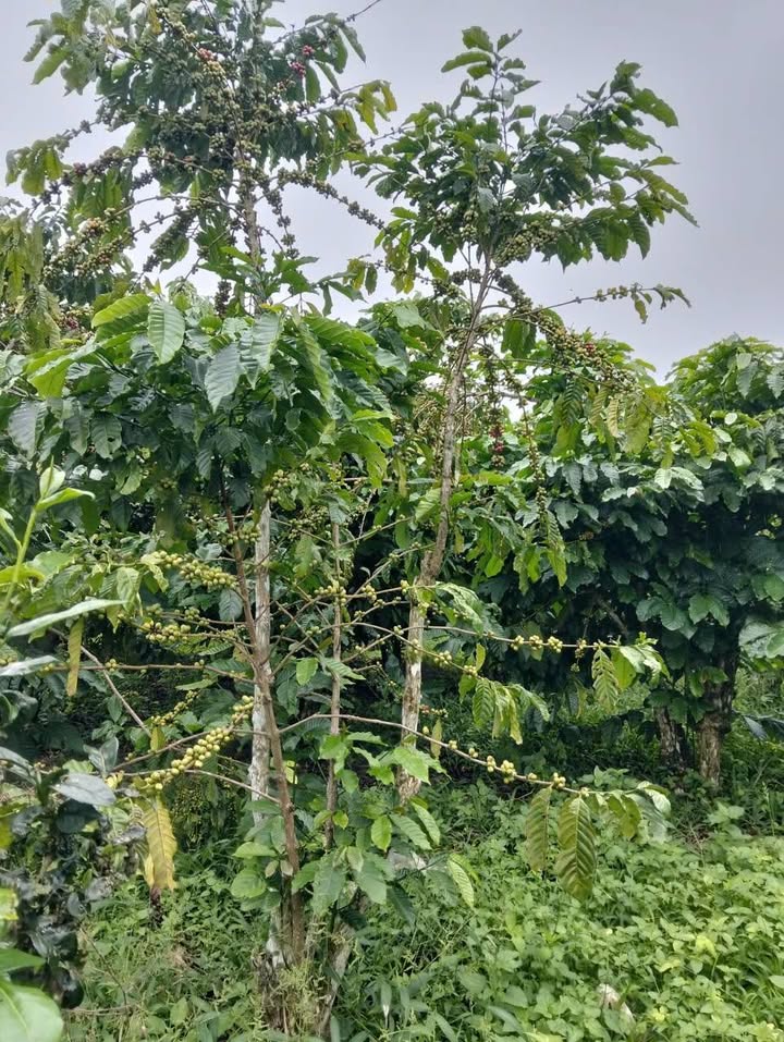 Đất nền kinh doanh 6200m² Thôn 8, Lộc Nam, Bảo Lâm - Giá chỉ 2.2 tỷ!