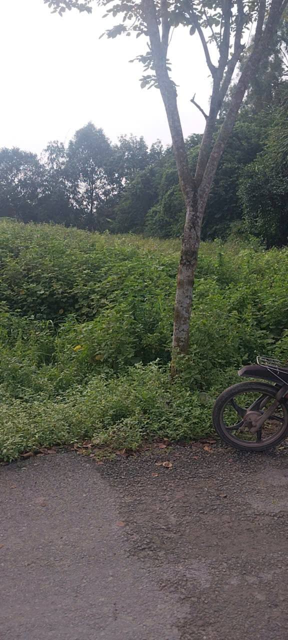 Đất mặt tiền đường nhựa Hòa Phú, Củ Chi 1523m² giá 10.5 tỷ - Cơ hội đầu tư sinh lời!