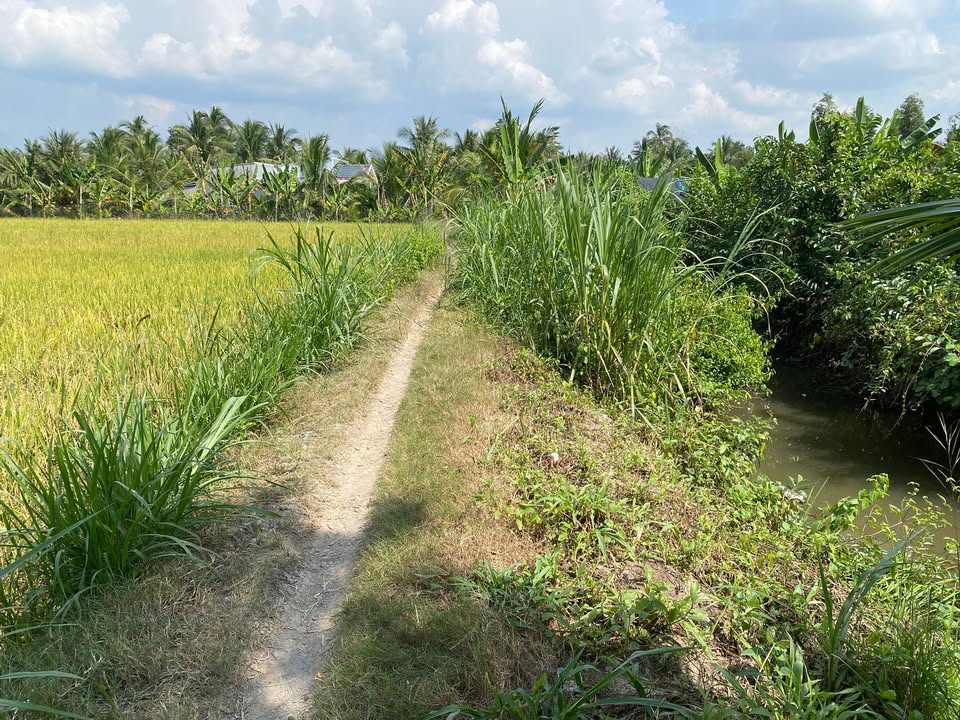 Bán đất ruộng 5.000m² mặt tiền kinh - Giá thỏa thuận hấp dẫn!