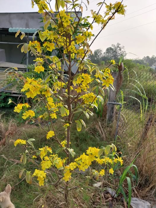 Đất thổ cư 135m² tại Mỹ Lệ, Cần Đước giá 2.2 tỷ - Cơ hội đầu tư tuyệt vời!