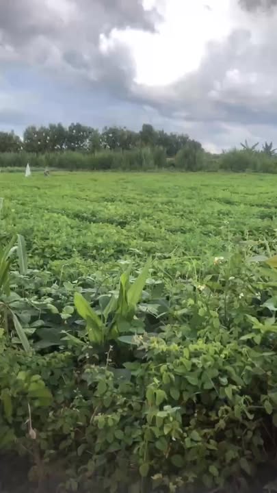 Đất nền Quảng Hiệp, Cư M'gar 10,800m² giá 530 triệu - Cơ hội đầu tư tuyệt vời!