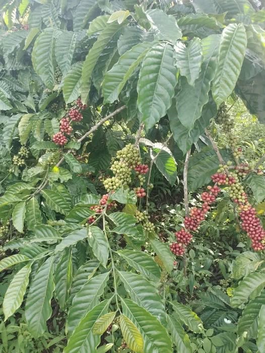 Đất rẫy Cư Né 7500m² giá chỉ 1.33 tỷ - Tiềm năng sinh lời cao!