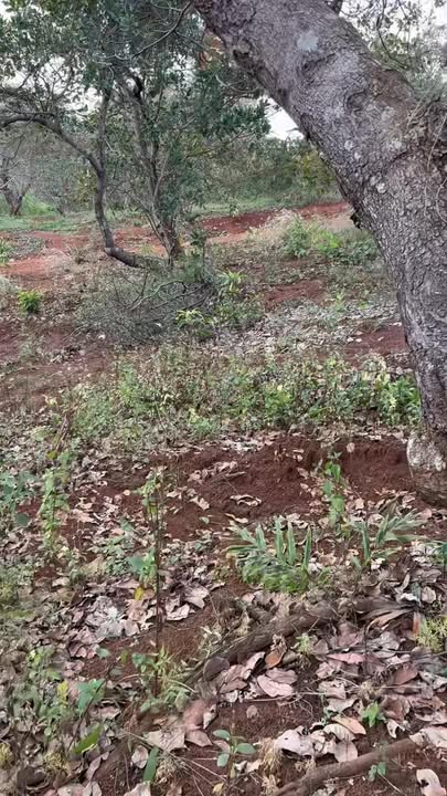 Đất nông nghiệp Thọ Sơn Bù Đăng 20.000m² giá chỉ 1.1 tỷ - Cơ hội đầu tư tuyệt vời!