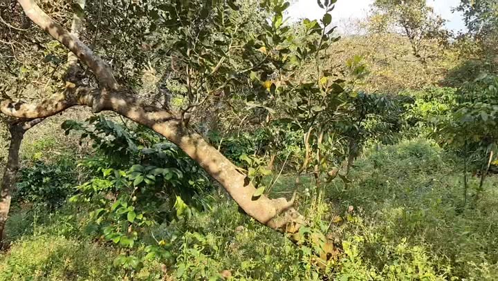 Đất nền 10.000m² tại Thôn 13, Bù Đăng - Giá chỉ 1.35 tỷ, sổ đỏ chính chủ!