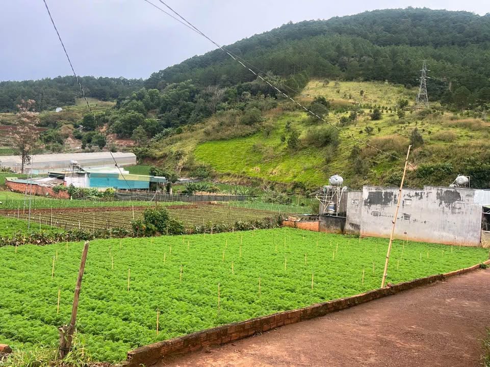 Đất Hiệp An, Đức Trọng 132m² giá 800 triệu - Đầu tư dài hạn lý tưởng!