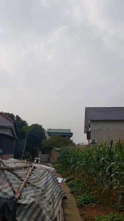 Đất nền Phong Châu, Phú Thọ 173m² giá 600 triệu - Cơ hội đầu tư hấp dẫn!