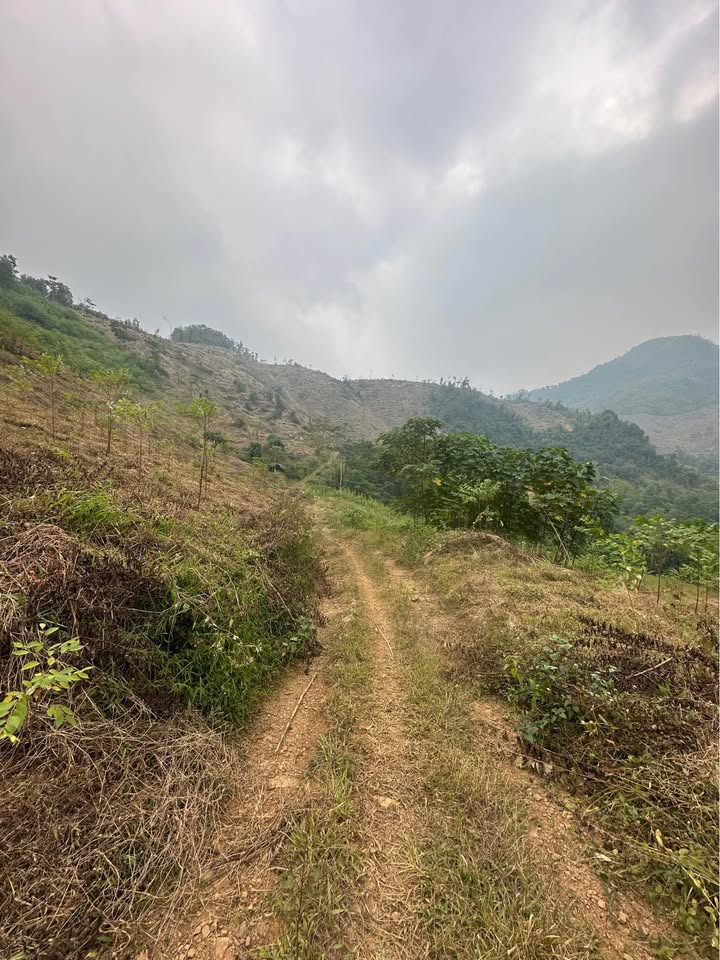 Đất rừng sản xuất 8ha tại Thạch Kiệt, Tân Sơn giá 1 tỷ - Cơ hội đầu tư hấp dẫn!