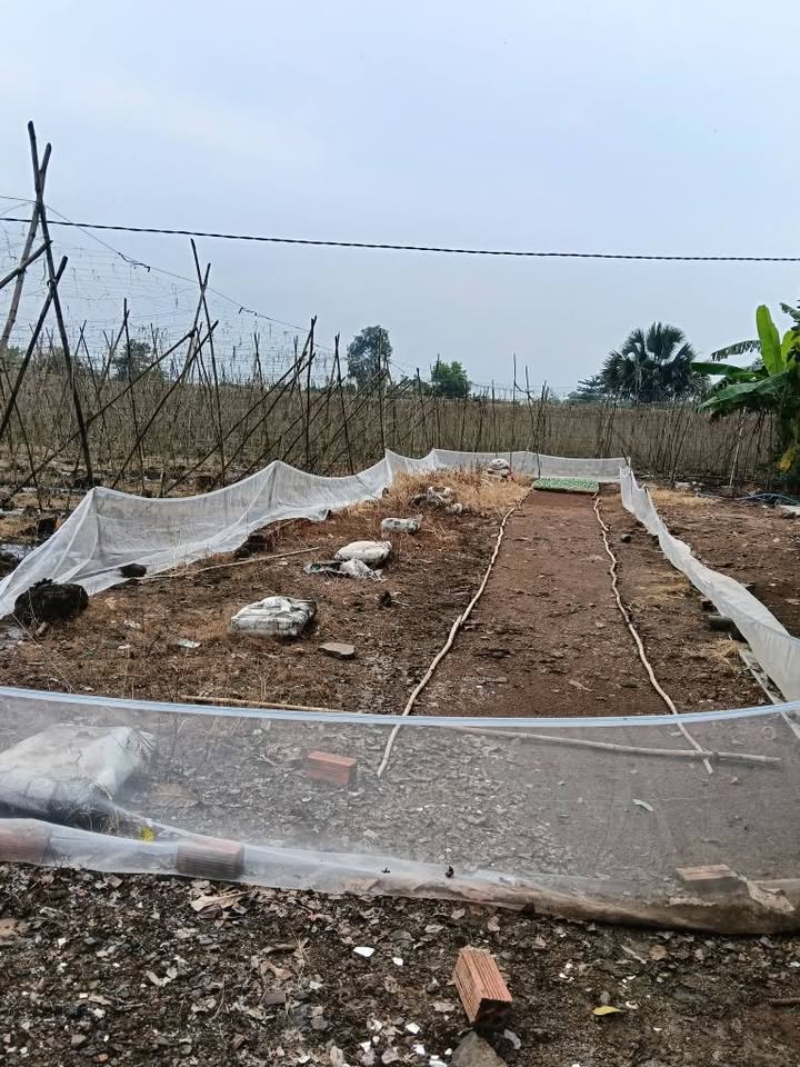 Đất nền ấp 6 Sông Trầu 537m² giá 2 tỷ - Sổ riêng, đường nhựa thông!