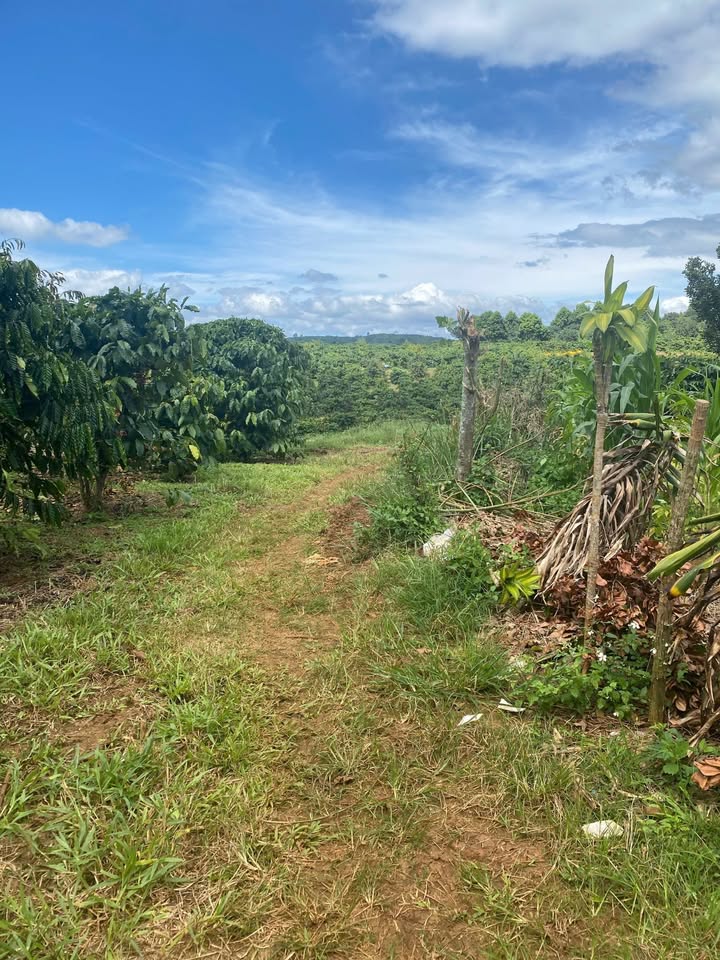 Đất nền Tân Châu Di Linh 6120m² giá 650 triệu - Cơ hội đầu tư hiếm có!