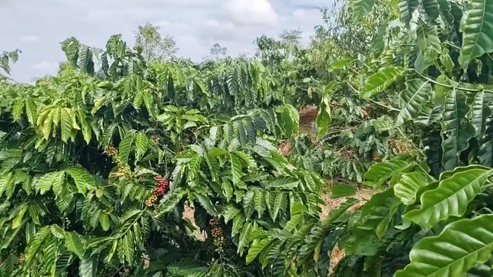 Đất nền Đắk Buk So 81.000m² giá 1.75 tỷ - Sổ đỏ chính chủ, mặt tiền bê tông