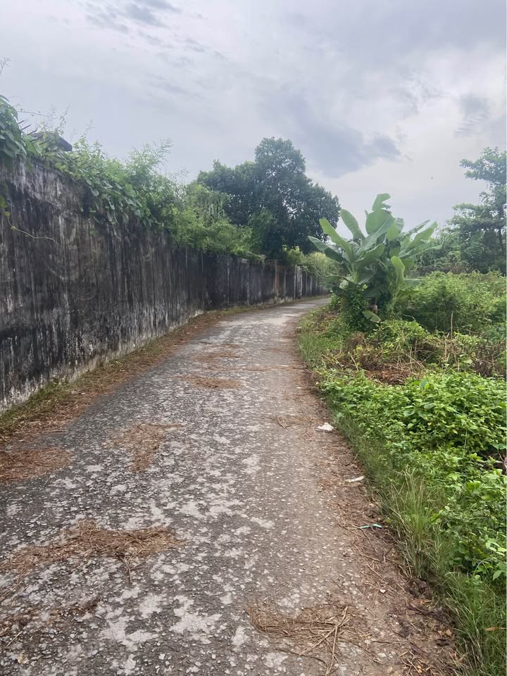 Đất vườn 1.800 m² tại Phú Hoà, An Giang - Giá chỉ 1 tỷ!